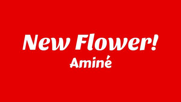 New Flower! Lyrics - Aminé