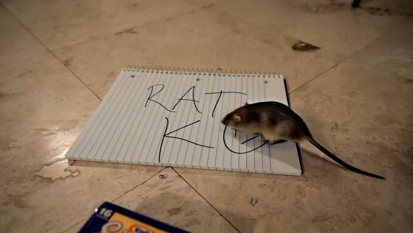 Rat K Lyrics - BAK Jay