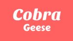 Cobra Lyrics