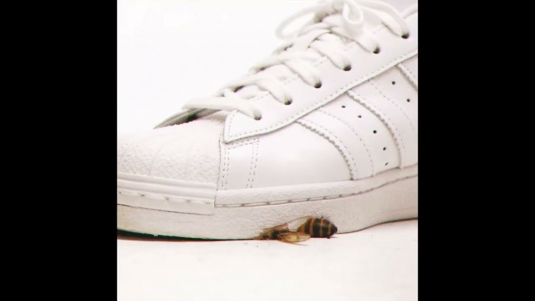 BEEHAVE Lyrics - CHIP