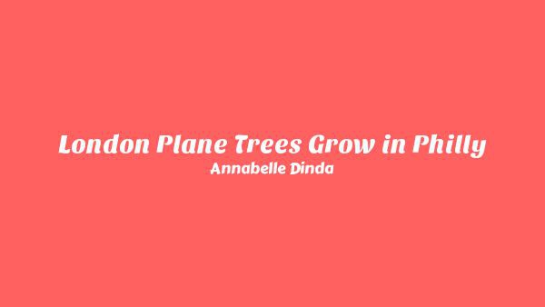 London Plane Trees Grow in Philly Lyrics - Annabelle Dinda