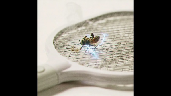PEST CONTROL Lyrics - CHIP