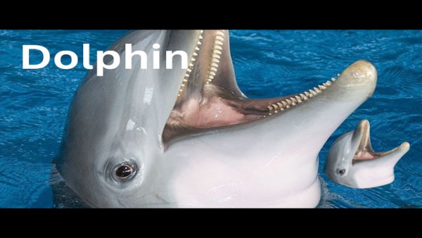 Dolphin Lyrics - Yuno Miles