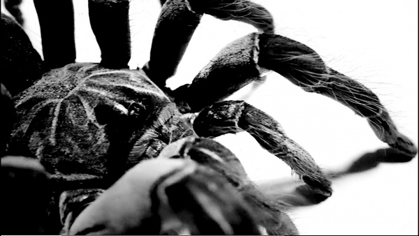 Tarantula Lyrics - Inpatient, Ren