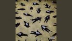 Crocodile Skin Lyrics