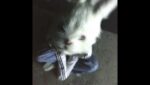 Icebluerabbit Lyrics