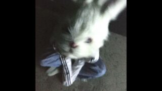 Icebluerabbit Lyrics