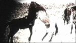 BUKELE  (English Translation) Lyrics
